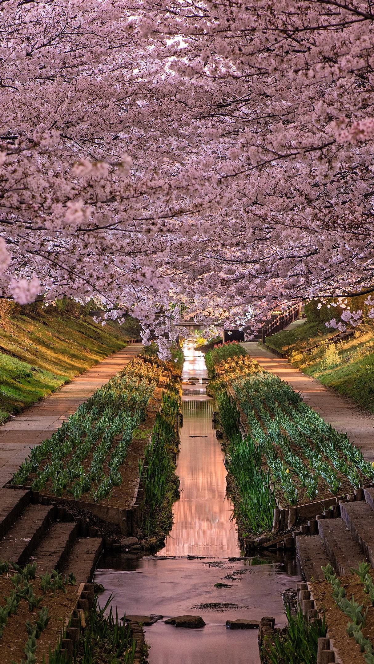 4K Wallpaper Japanese Cherry Blossom