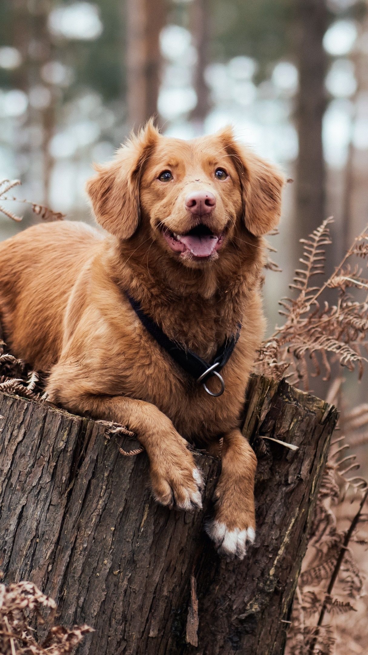 Nova Scotia Duck Tolling Retriever - backiee