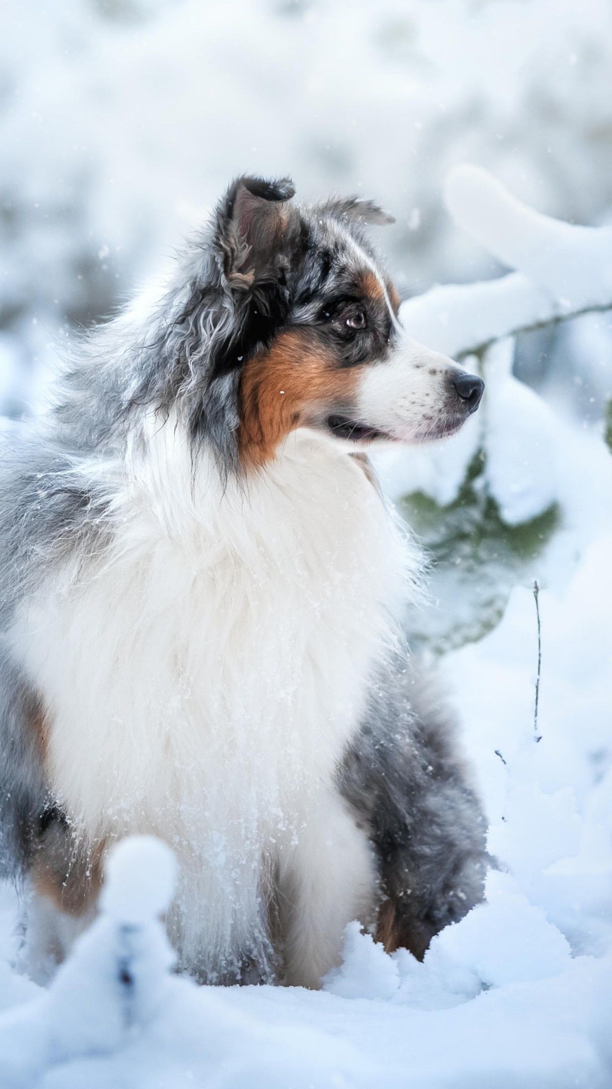 Australian Shepherd in the snow wallpaper - backiee