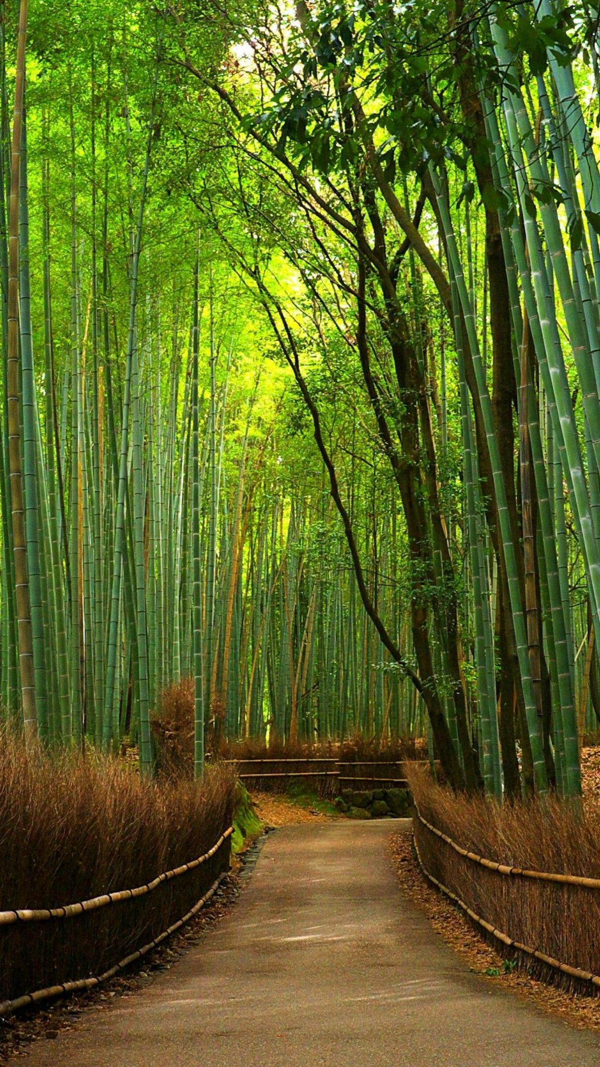  Hutan  Bambu  wallpaper  backiee