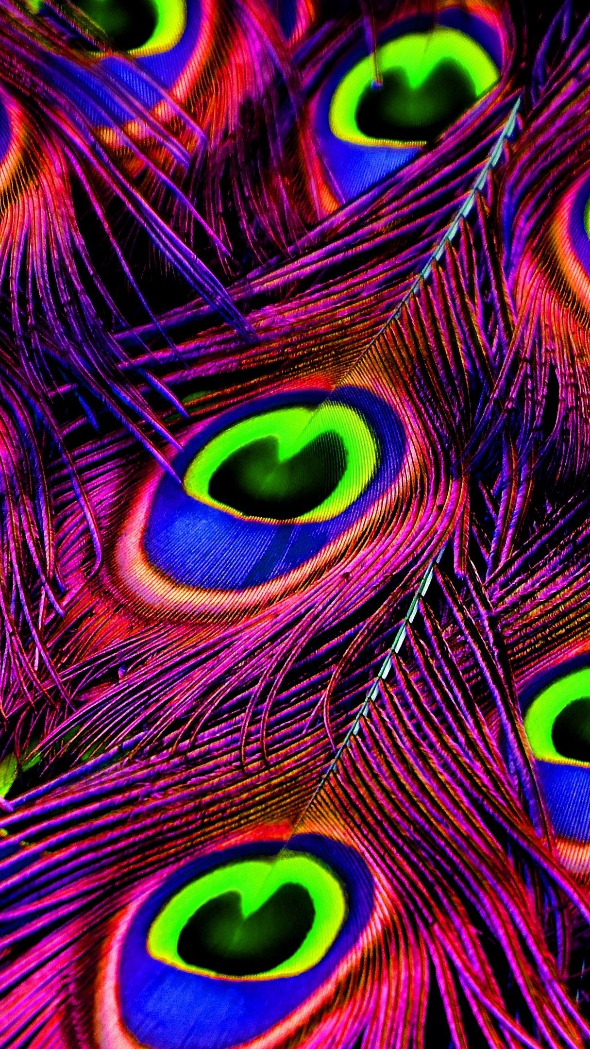 Peacock feathers wallpaper - backiee