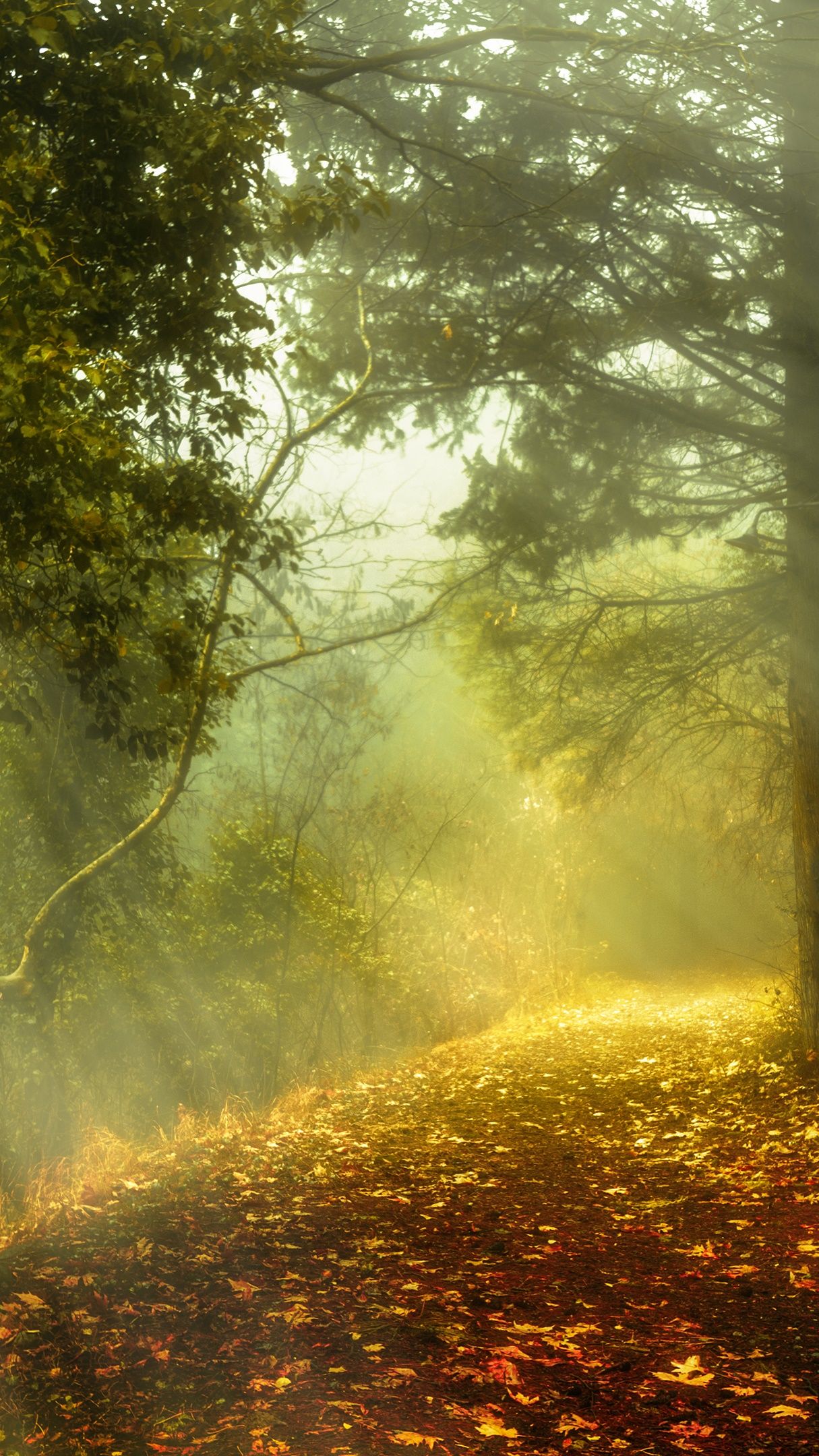 Mystical autumn sun rays in the forest wallpaper - backiee