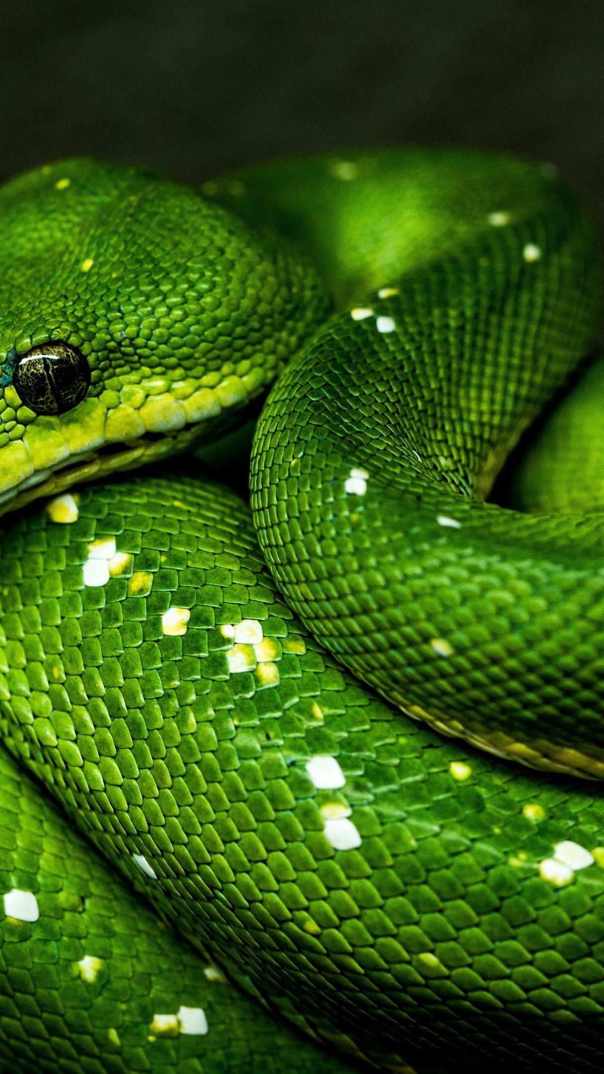 Green snake - backiee