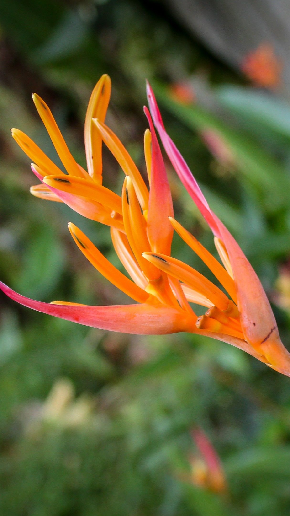 Heliconia flower from Sri Lanka wallpaper - backiee