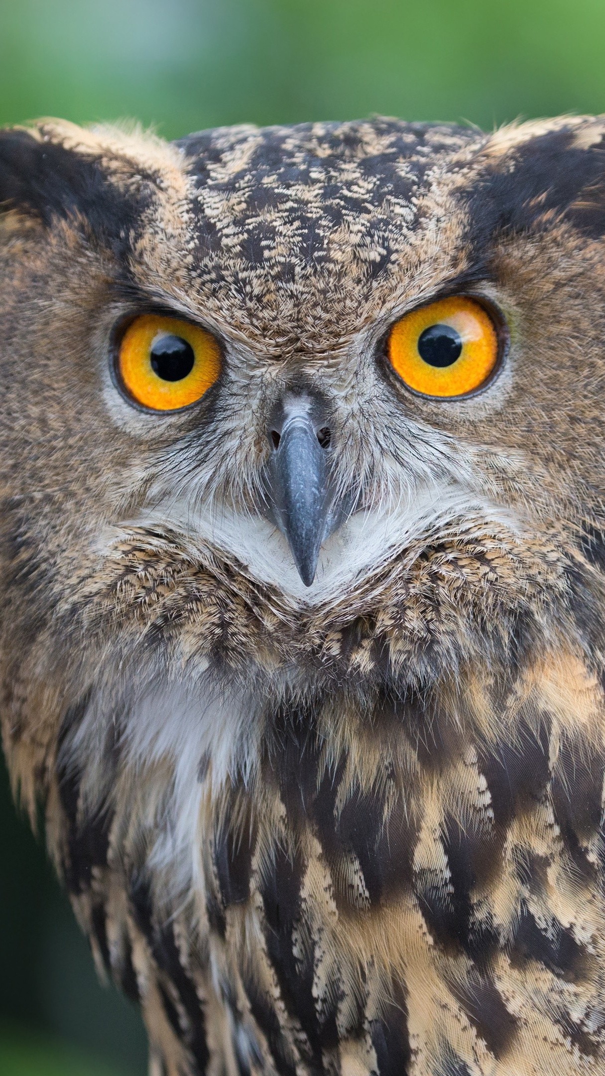 Eagle Owl wallpaper - backiee