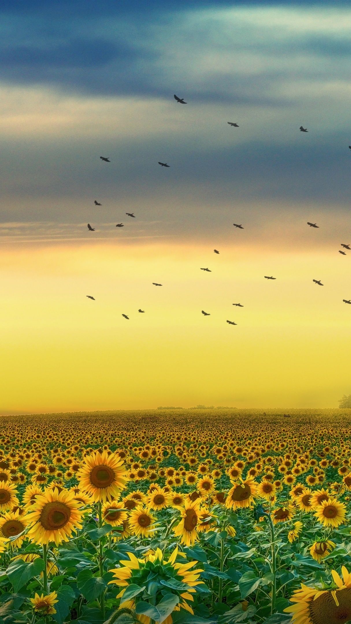 Endless Sunflower Field Wallpaper Backiee