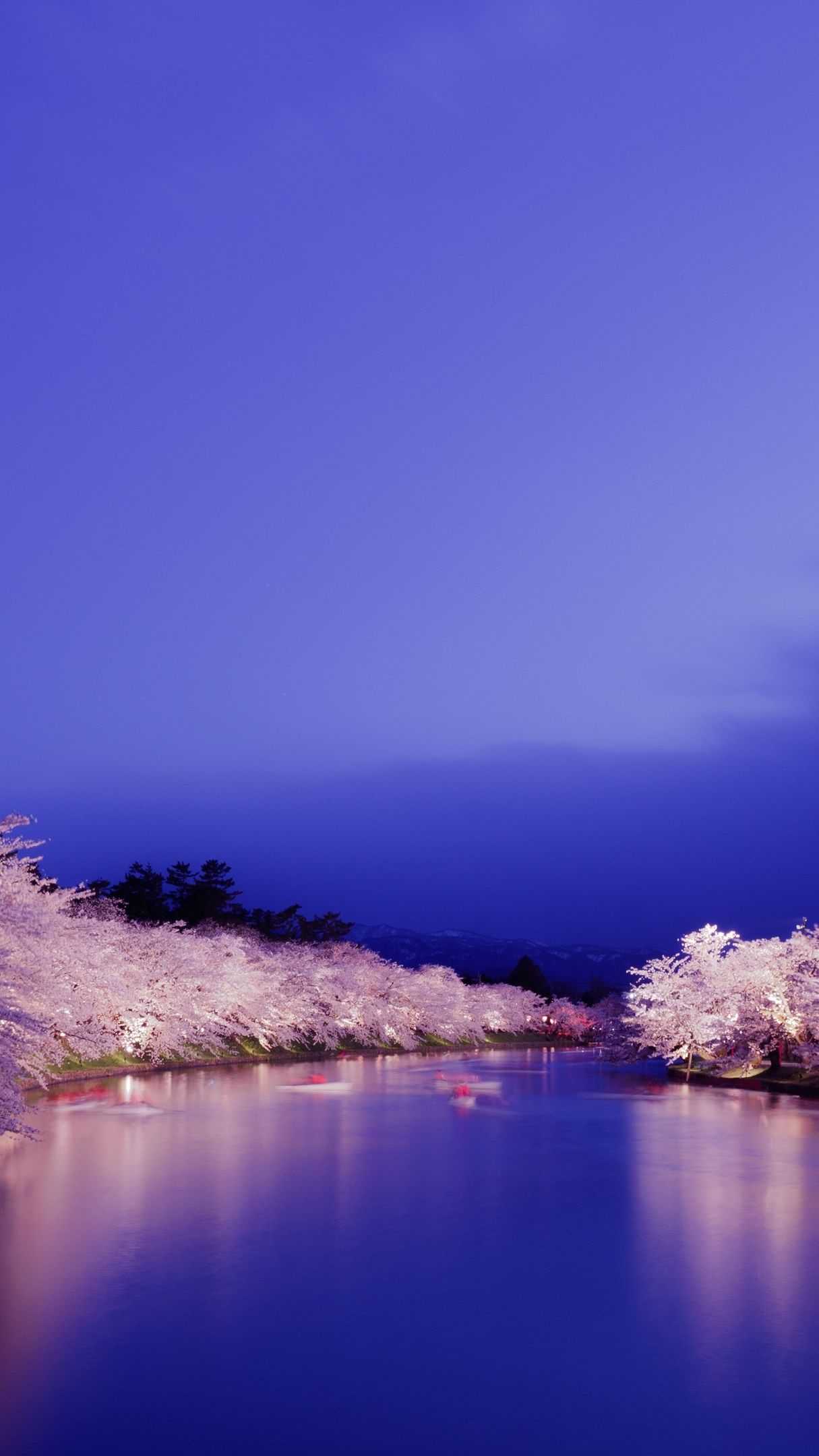 Cherry blossom at night wallpaper - backiee