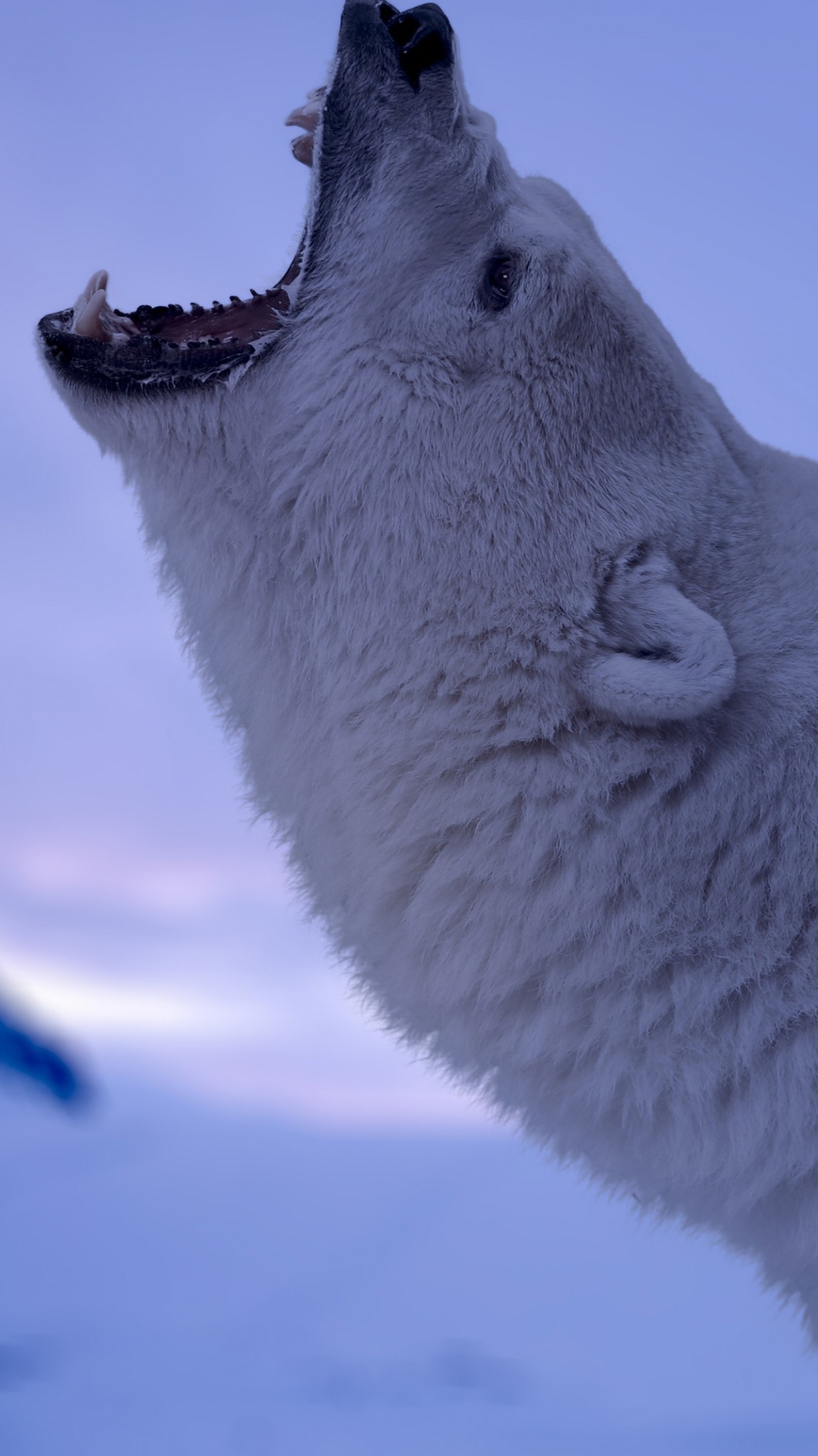 Roaring polar bear wallpaper - backiee