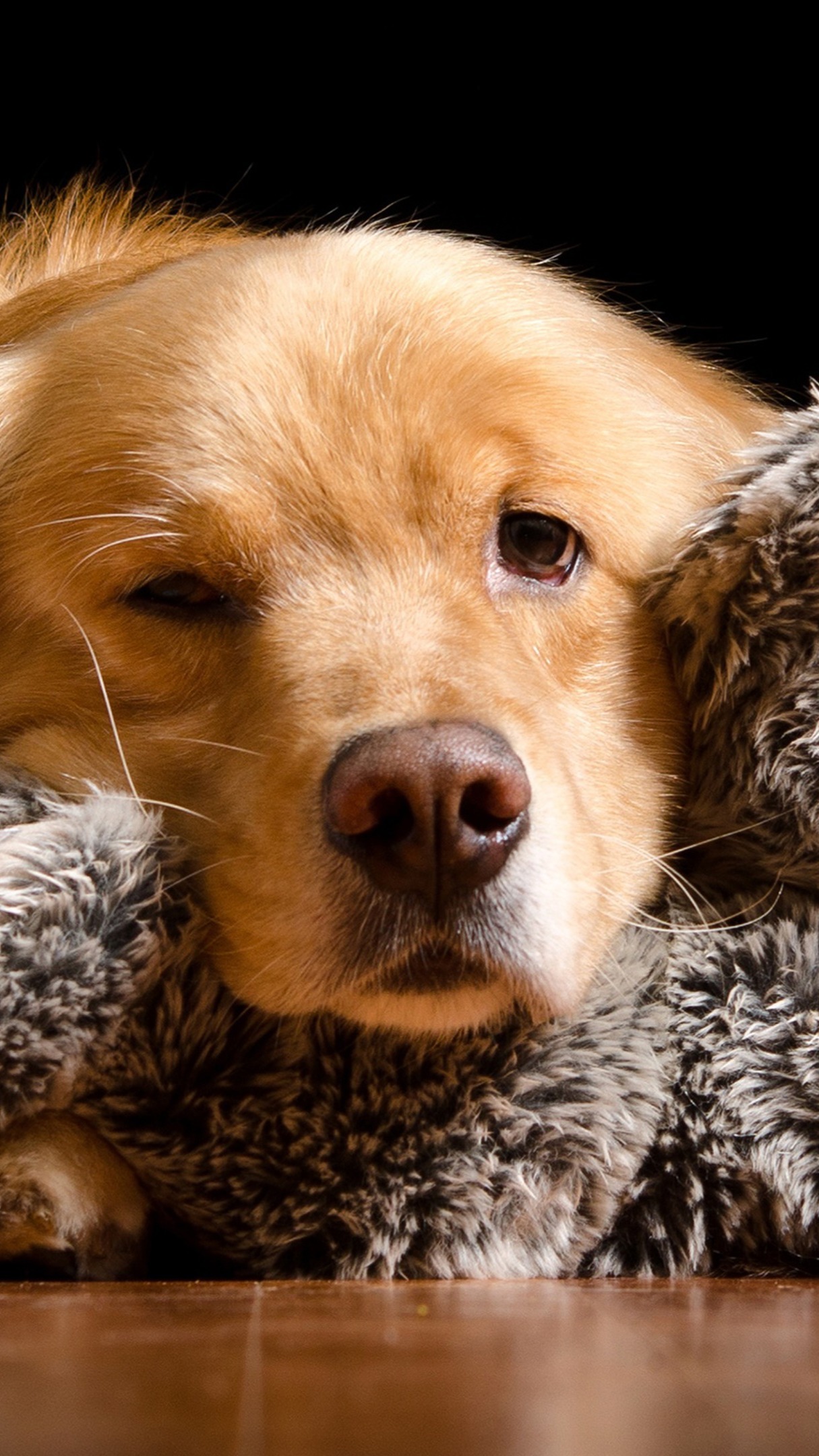 Dogs Puppies Golden Retriever Free Stock Photo - Public Domain Pictures