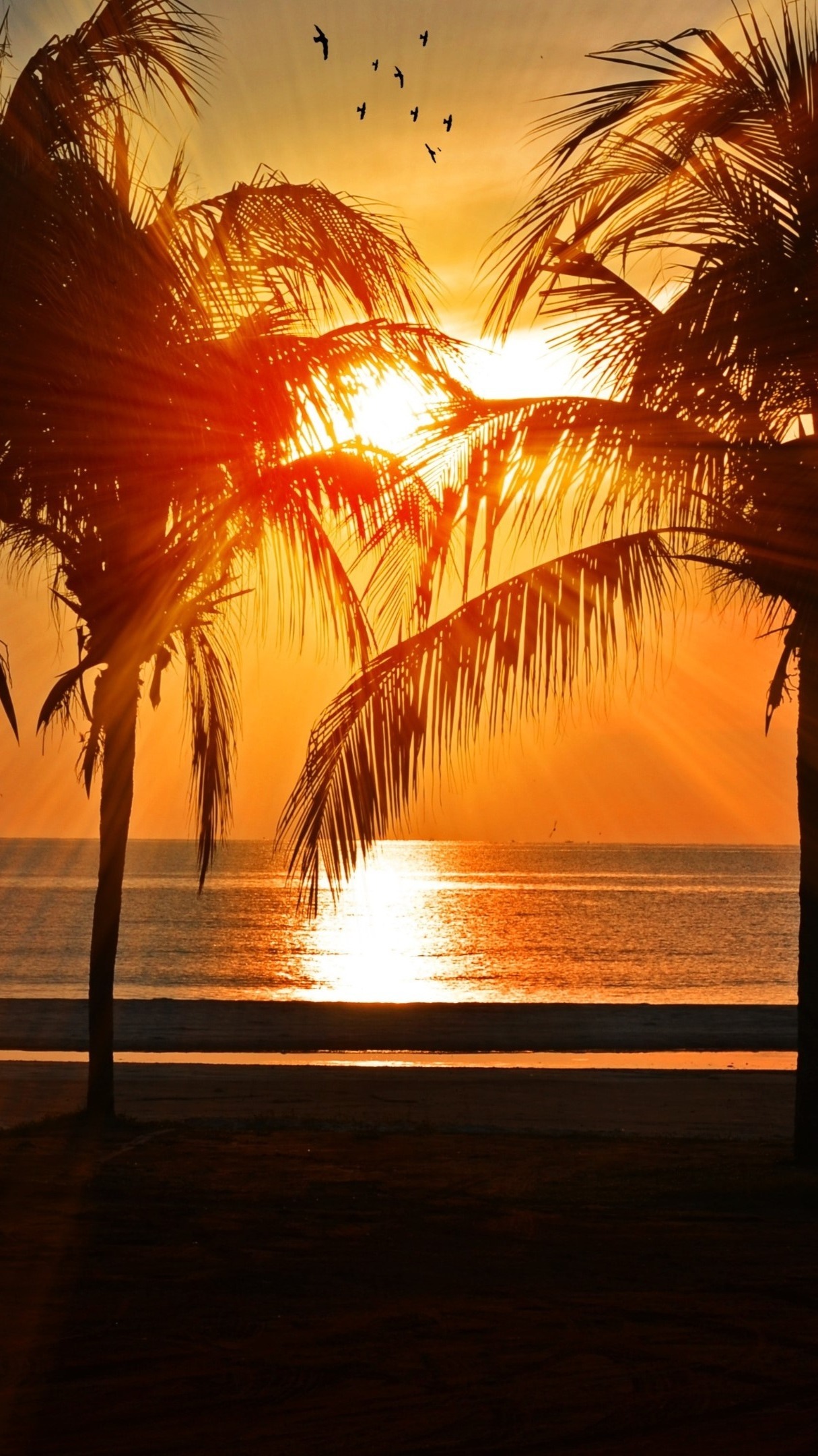 Silhouette Of Palm Trees During Golden Hour wallpaper - backiee