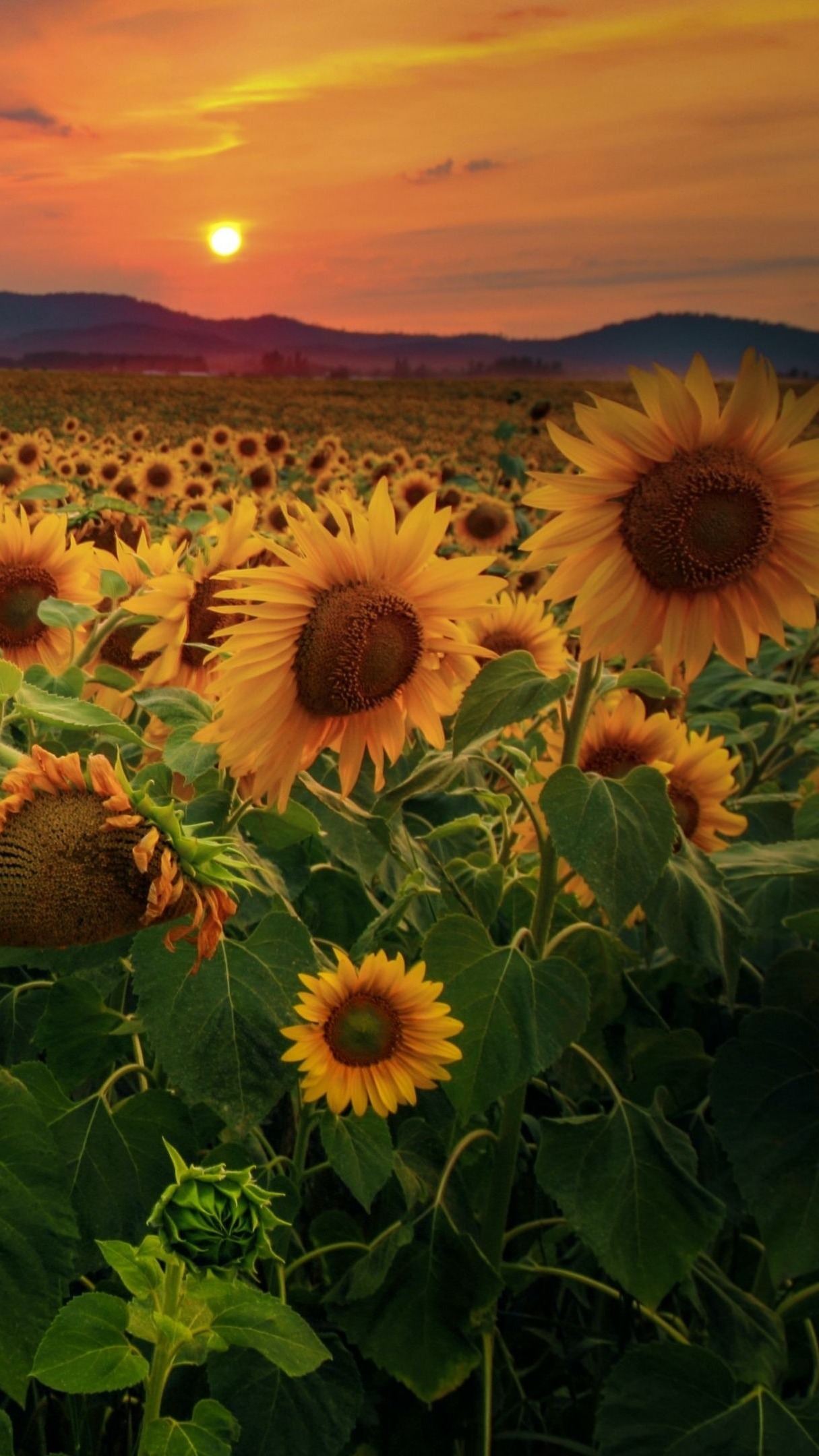 Sunflower Field In The Sunset Wallpaper Backiee