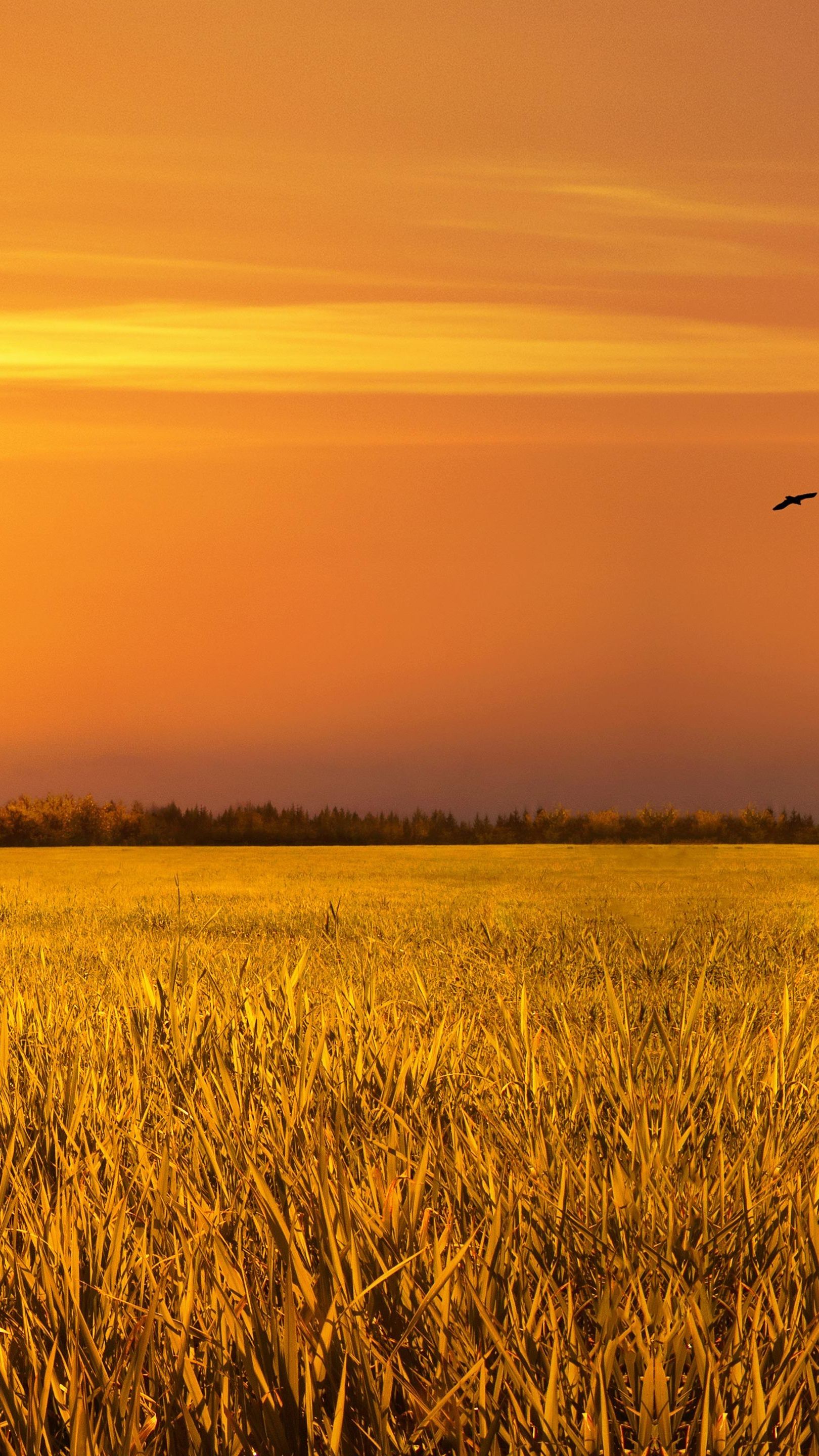 Wheat Field Birds At Sunset Wallpaper Backiee