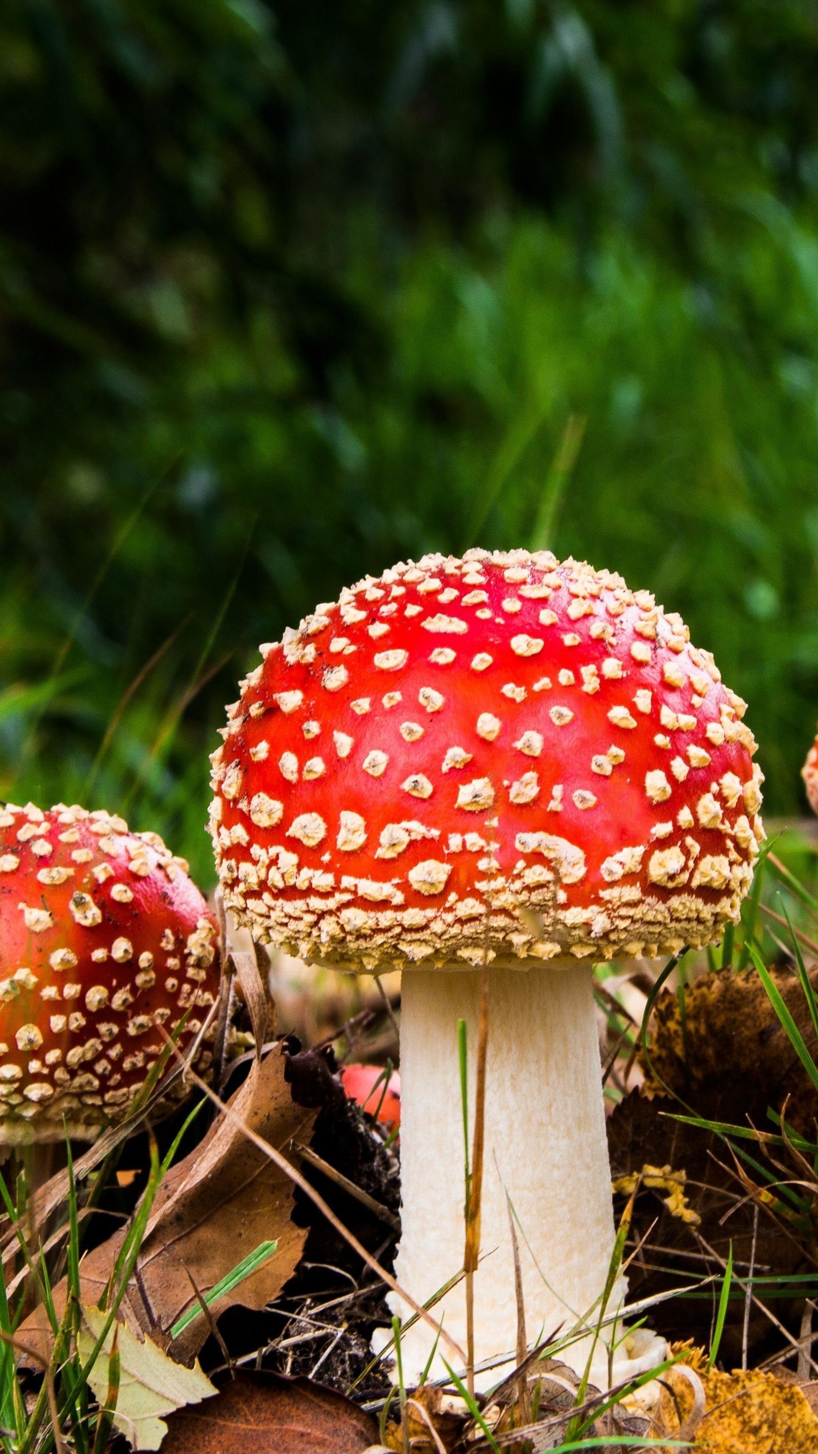 Fly agaric mushrooms wallpaper - backiee