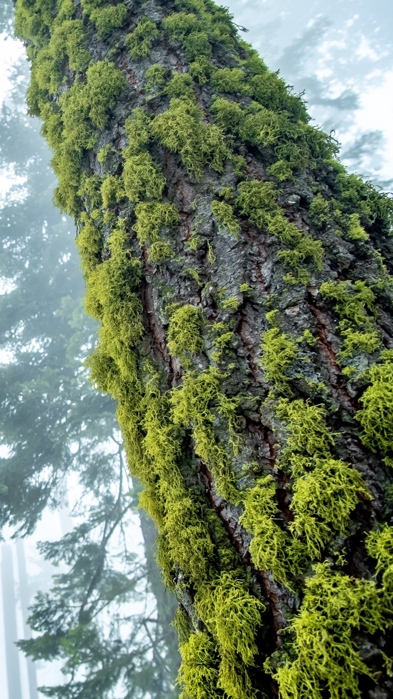 Mossy Tree Trunk Wallpaper Backiee