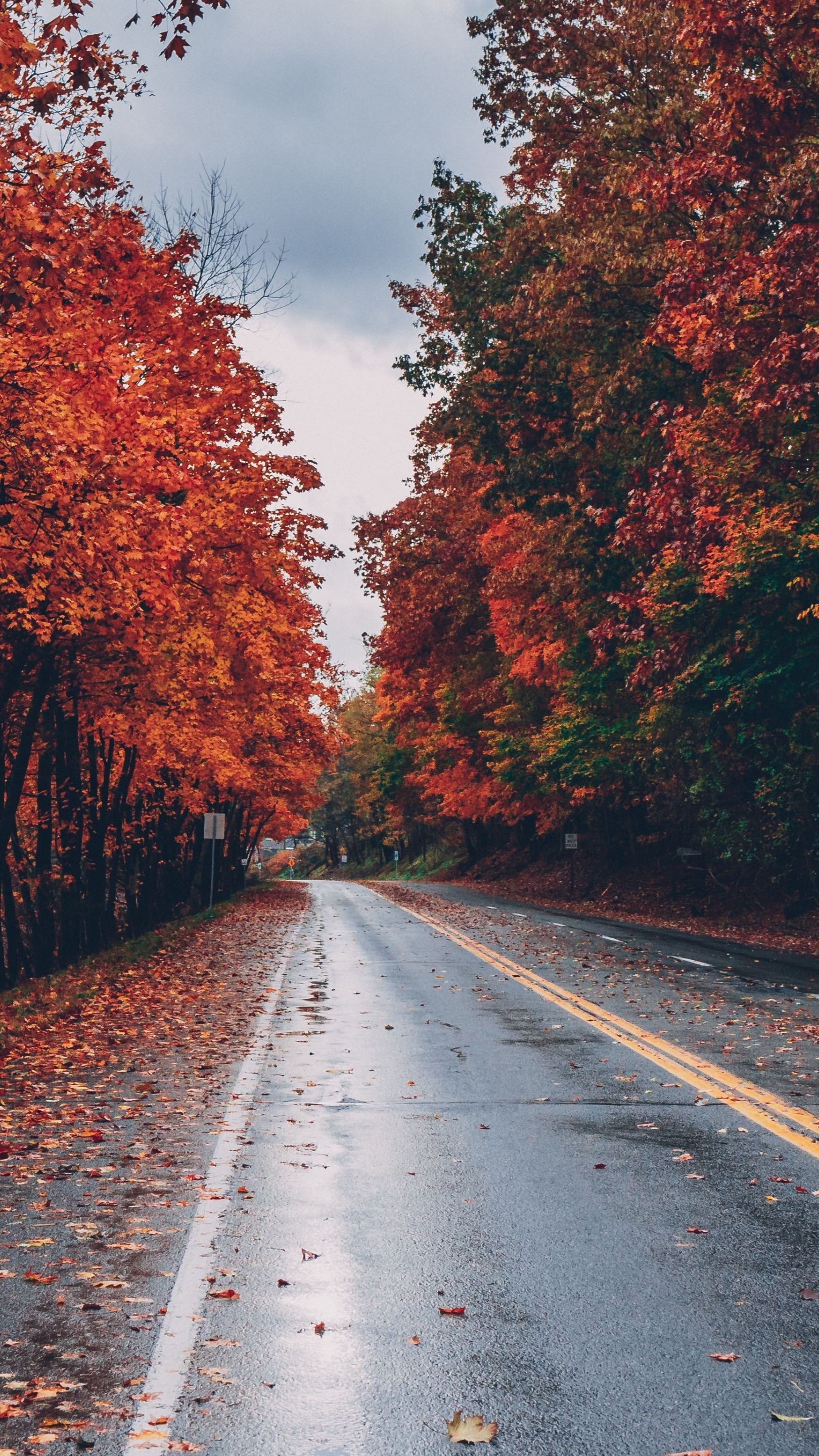 Wet fall road - backiee