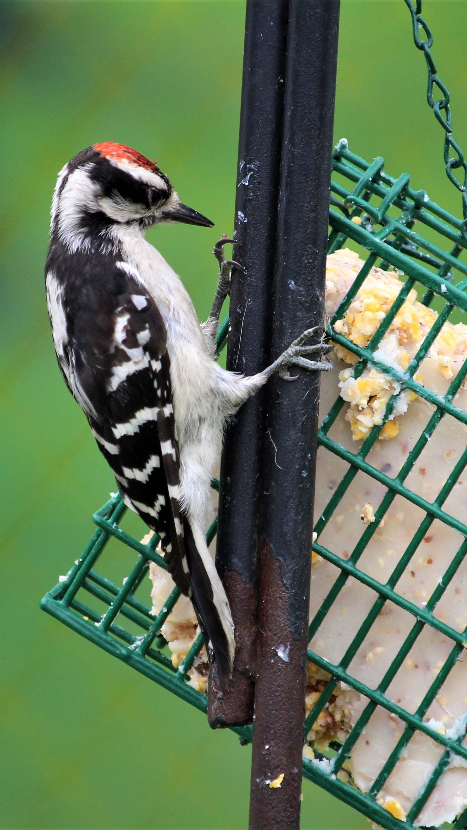 Woodpecker having a snack - backiee