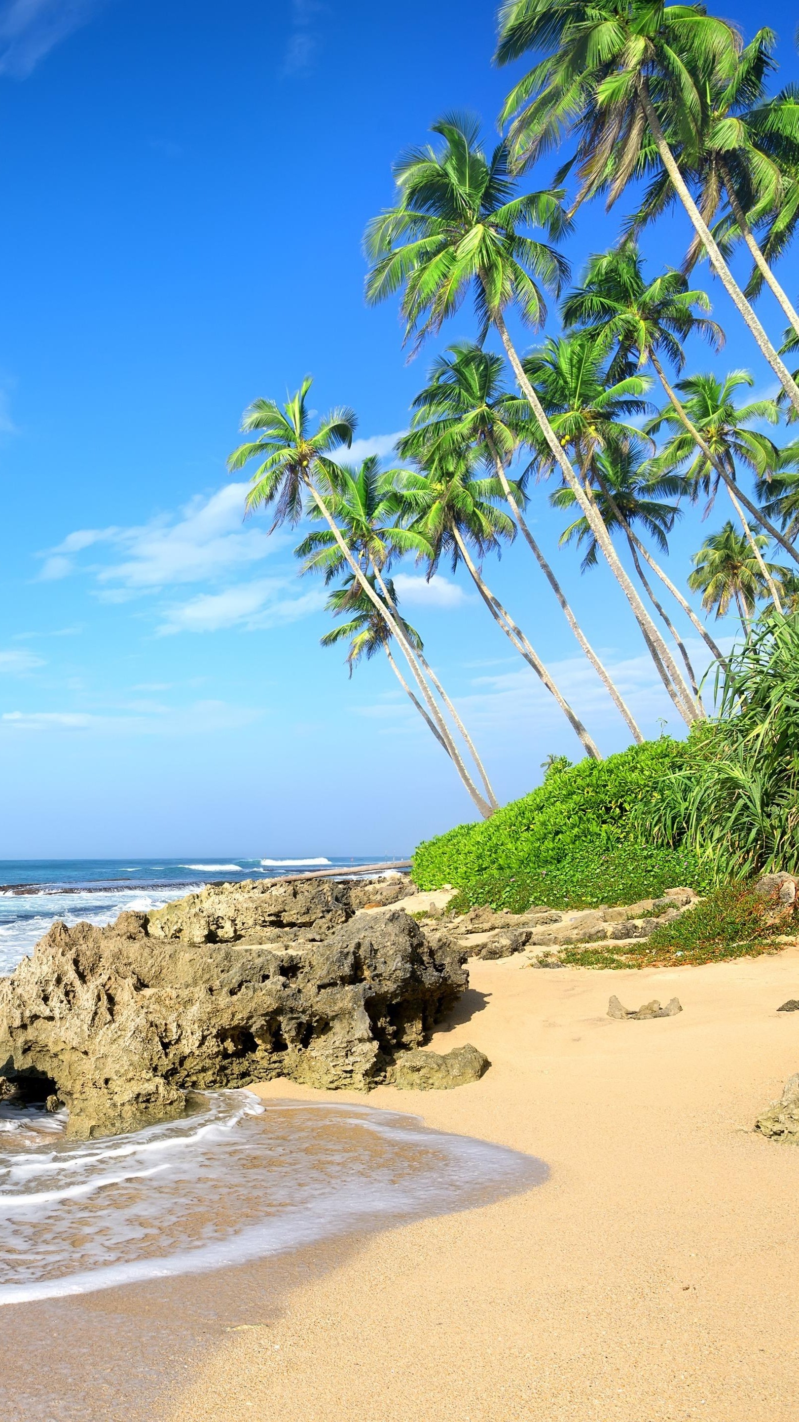 Palm trees on sandy beach and ocean waves under blue sky - backiee