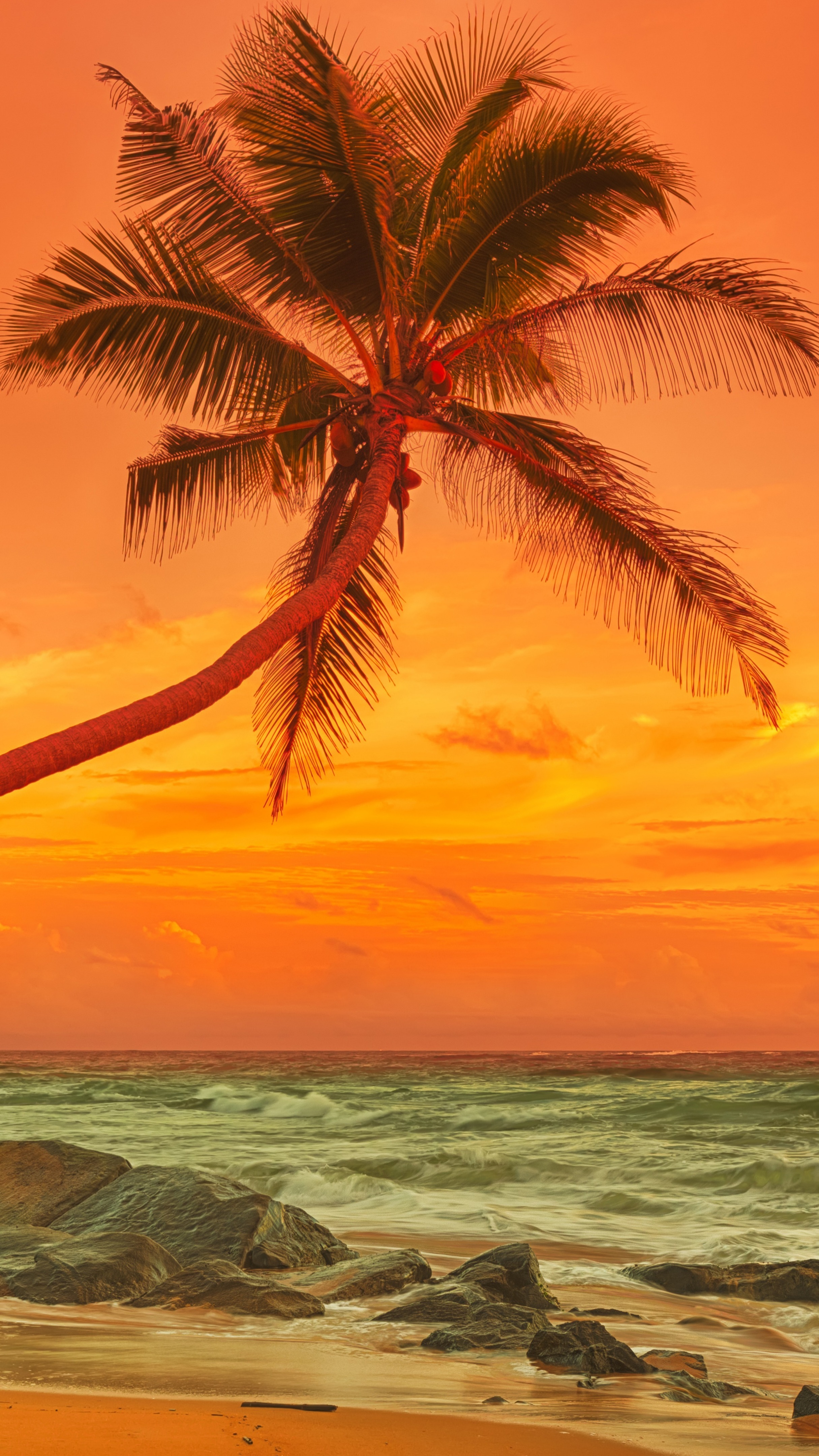 Palm tree above the sea at sunset - backiee