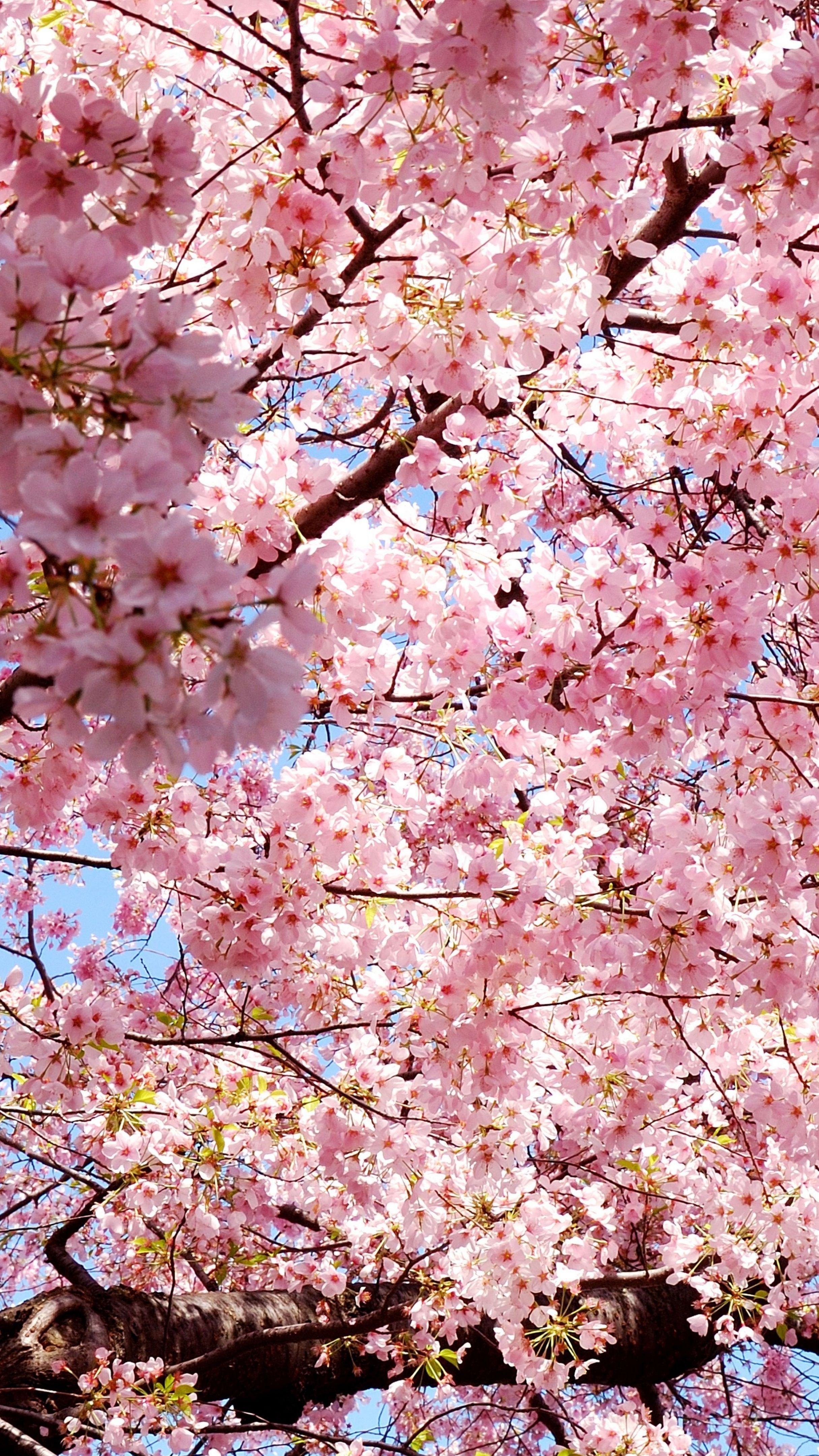Pink Sakura Blossom wallpaper - backiee