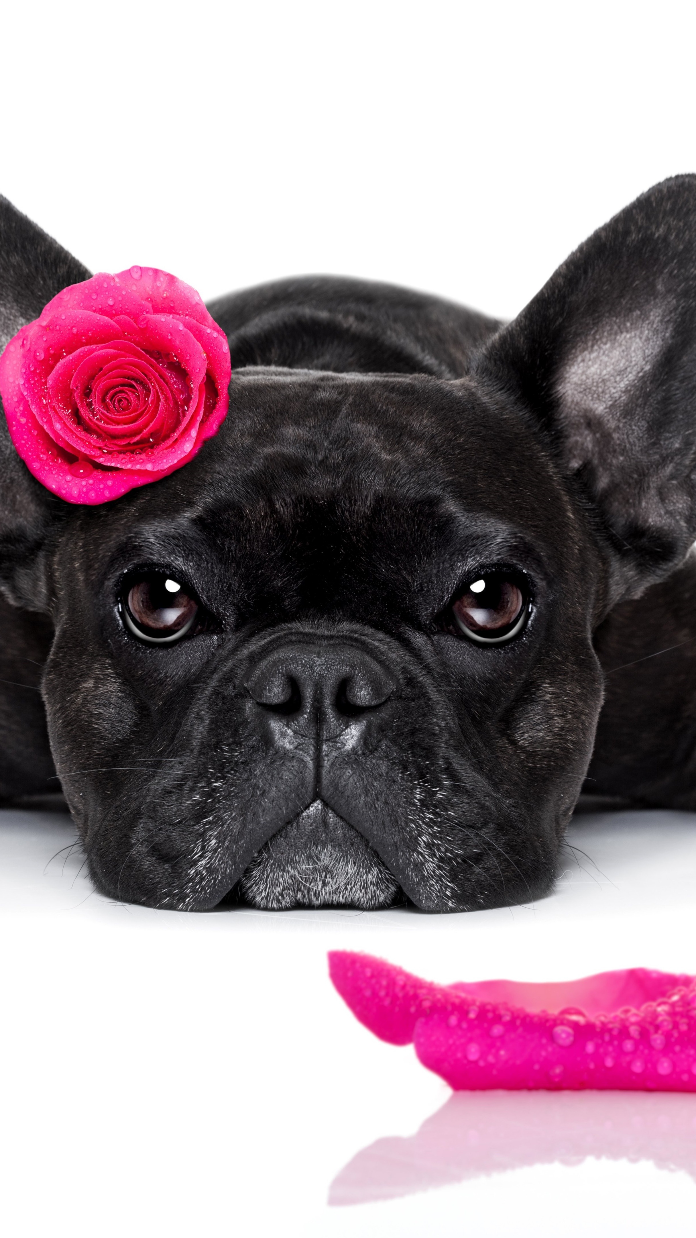 Black French bulldog with a pink rose - backiee