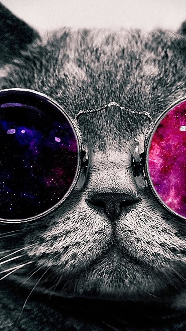 Funny cat in sunglasses wallpaper - backiee
