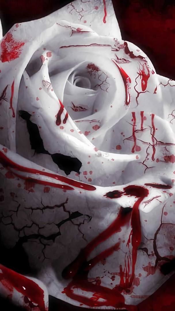 bloody rose wallpaper