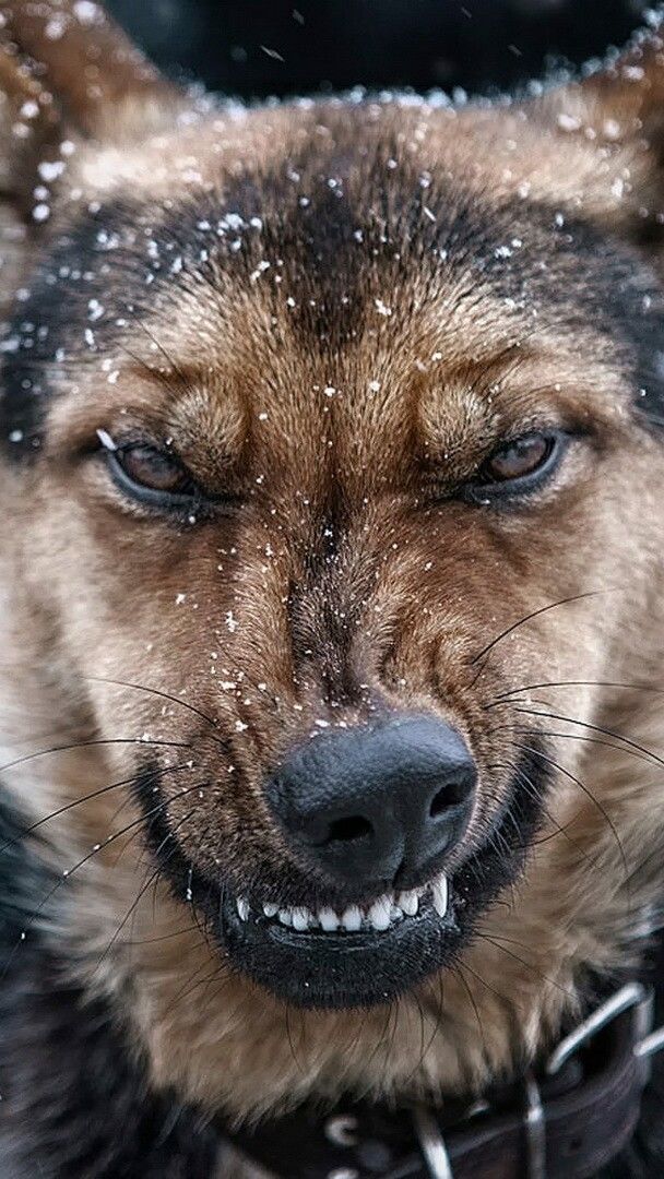 Angry German Shepherd dog wallpaper - backiee
