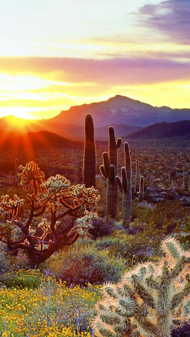 The vegetation of the Sonoran Desert at sunset - backiee