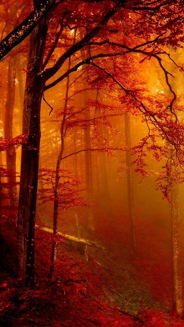 Enchanted autumn forest wallpaper - backiee