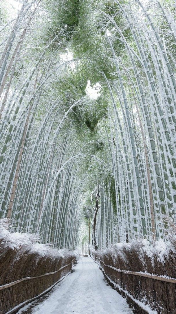 Arashiyama Bamboo Grove in winter - backiee