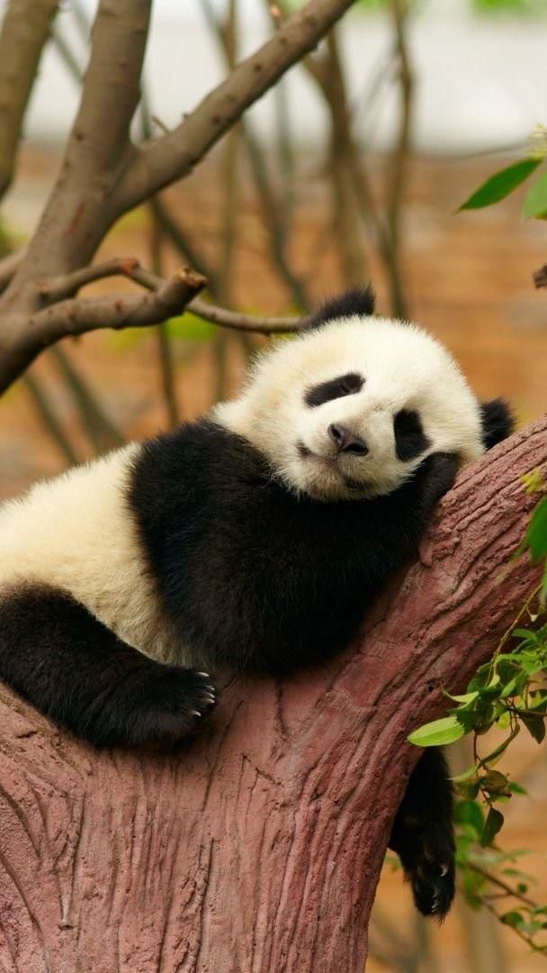 Relaxing Panda Bear - backiee