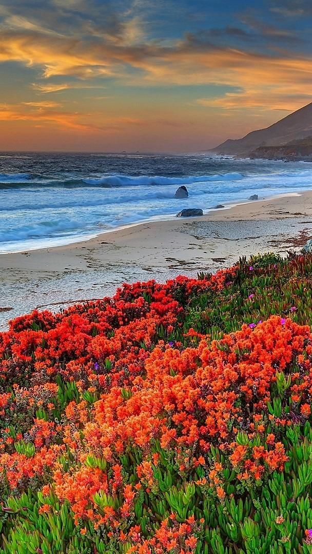 Wildflowers by the sea wallpaper - backiee