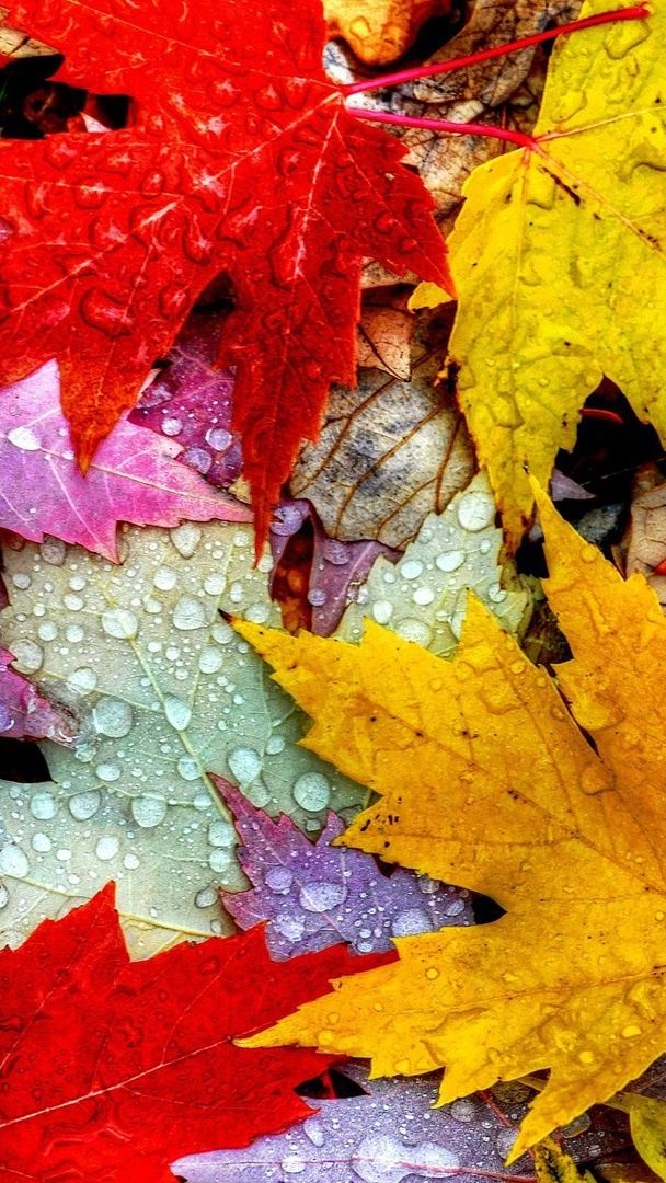 Leaves with rain drops wallpaper - backiee