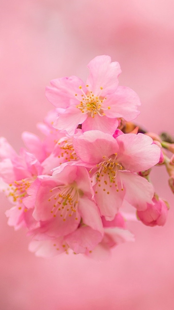 Pink cherry blossom wallpaper - backiee