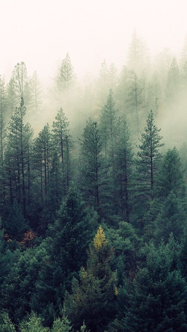 Foggy evergreen forest - backiee