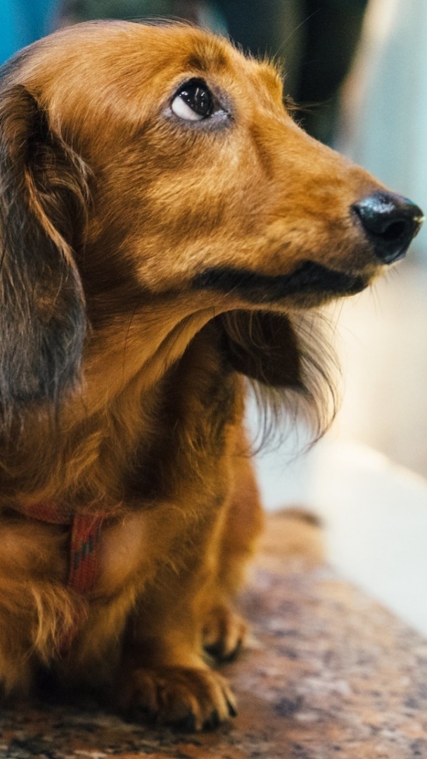 Long Haired Dachshund wallpaper - backiee