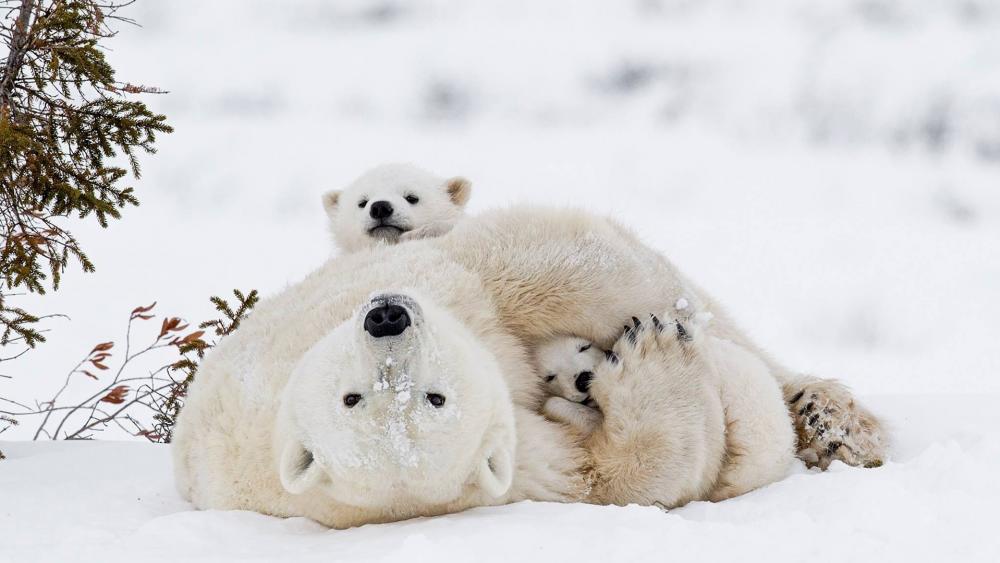 Three polar bears in the snow wallpaper