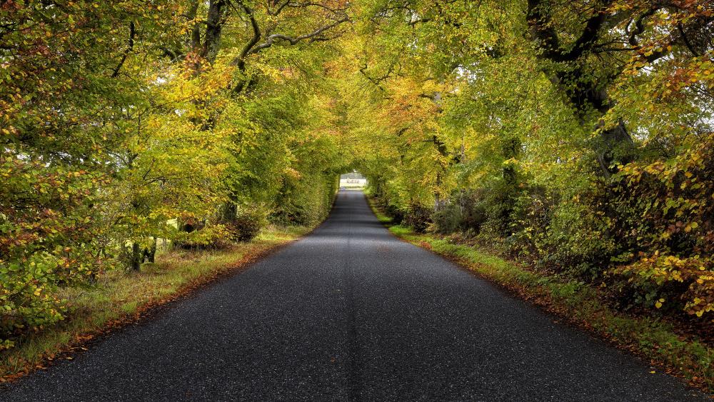 Tree tunnel at early autumn wallpaper