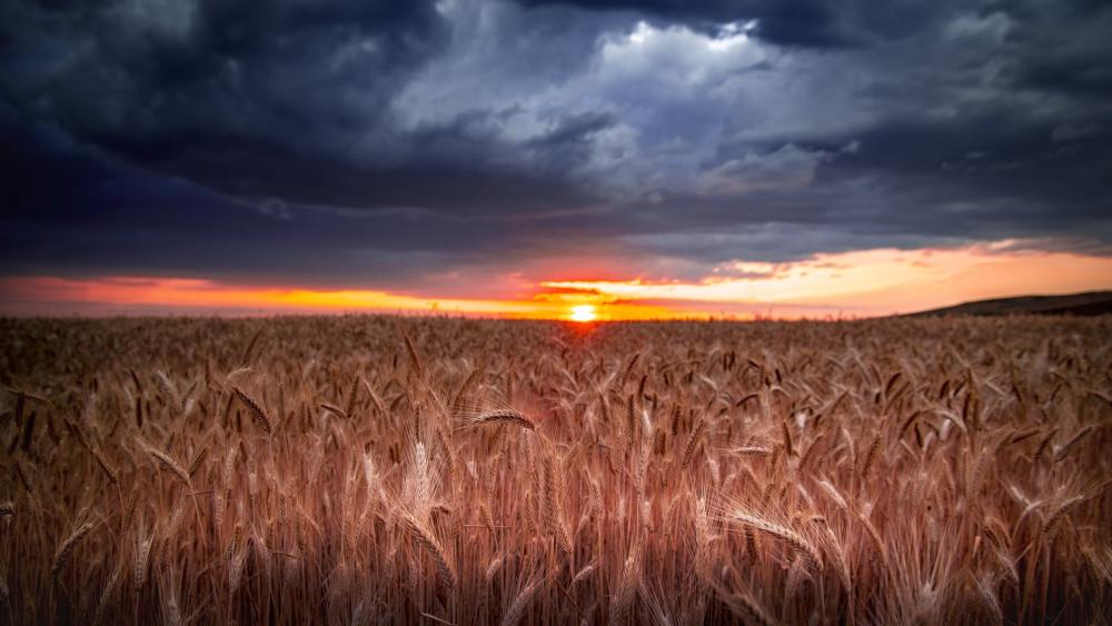Wheat wallpaper