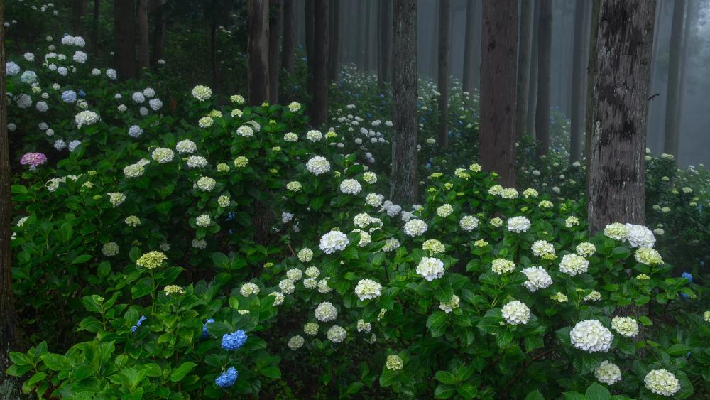 Hydrangeas Growing in Forest wallpaper