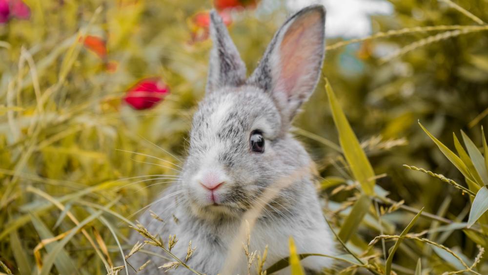 Rabbit in the grass wallpaper