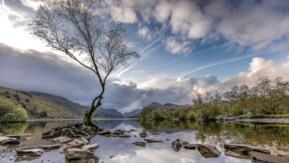 Llanberis pass lone tree wallpaper - backiee