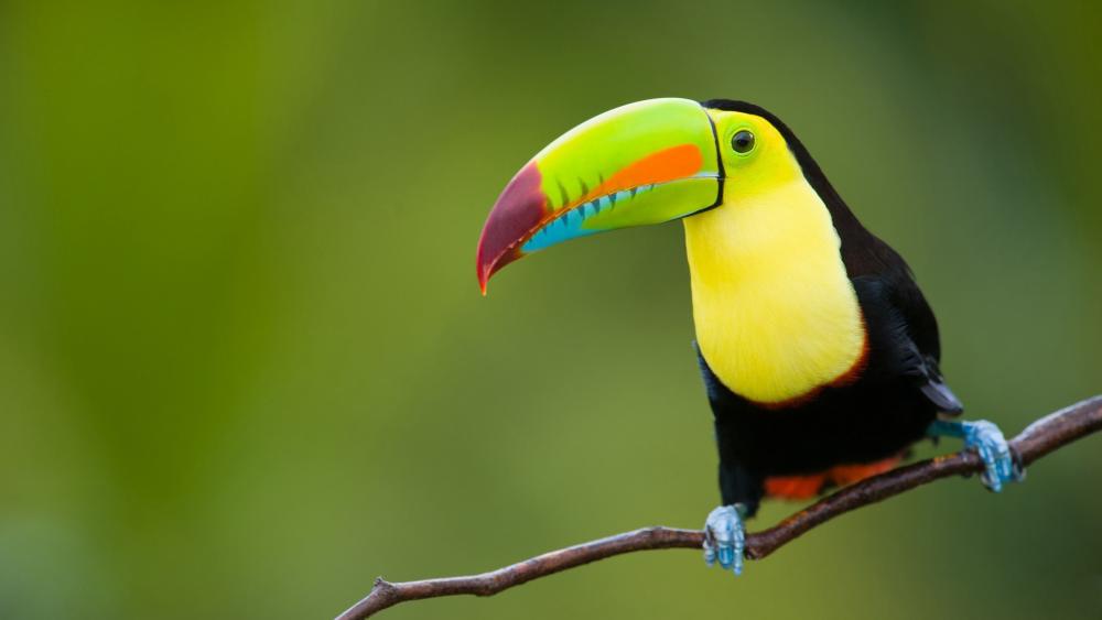 Toucan sitting on a twig wallpaper