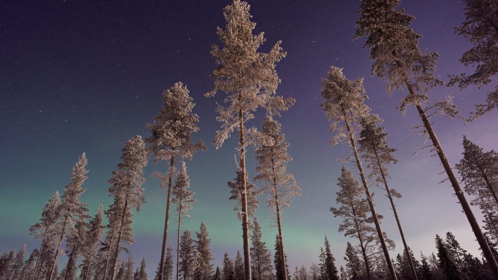 Long pine trees with Northern lights wallpaper