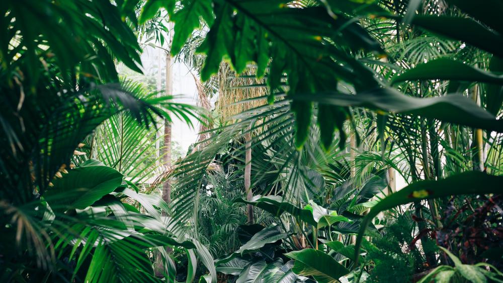 Wallpaper from nature category