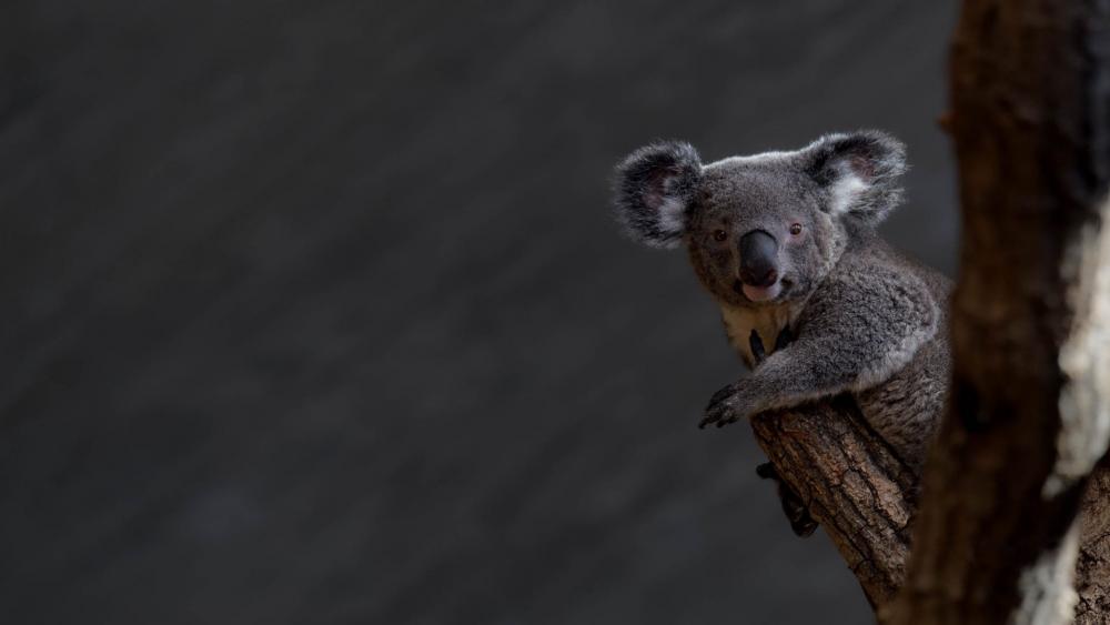 Red Eyes Koala Animal Sitting Tree Branch Blur Background HD Koala Wallpaper  : r/wallpaperengine