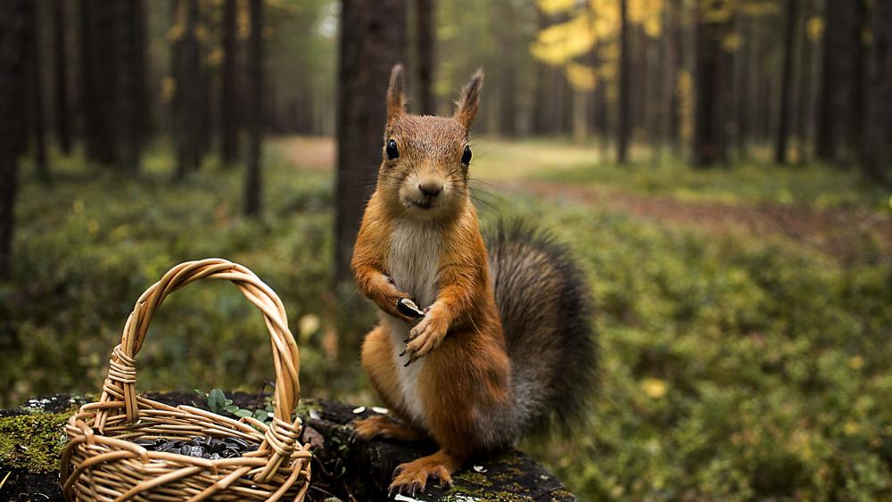 Wallpaper from animals category