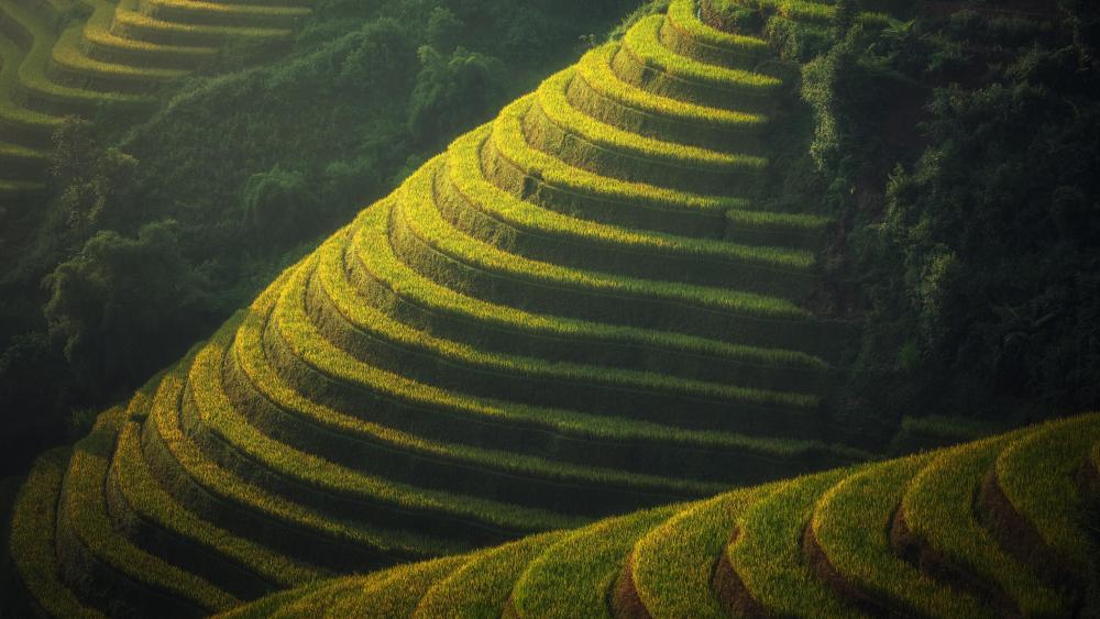 Rice terraces in Bali wallpaper