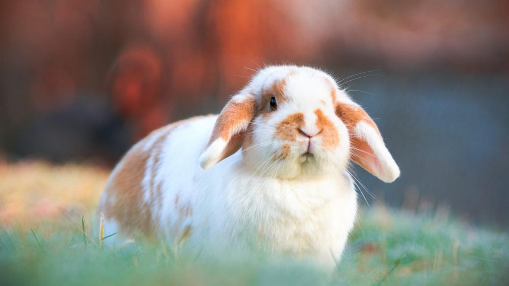 Rabbit wallpaper
