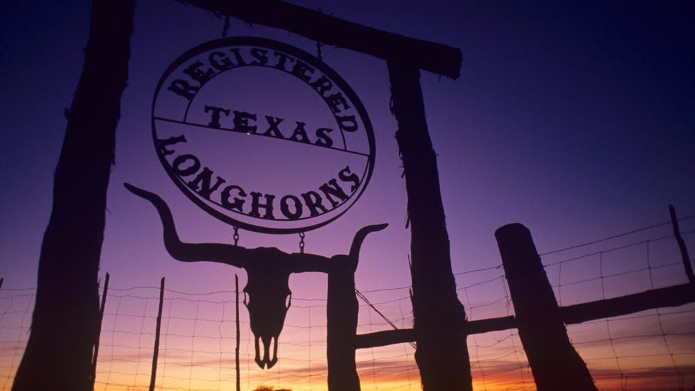 Registered Texas Longhorns wallpaper